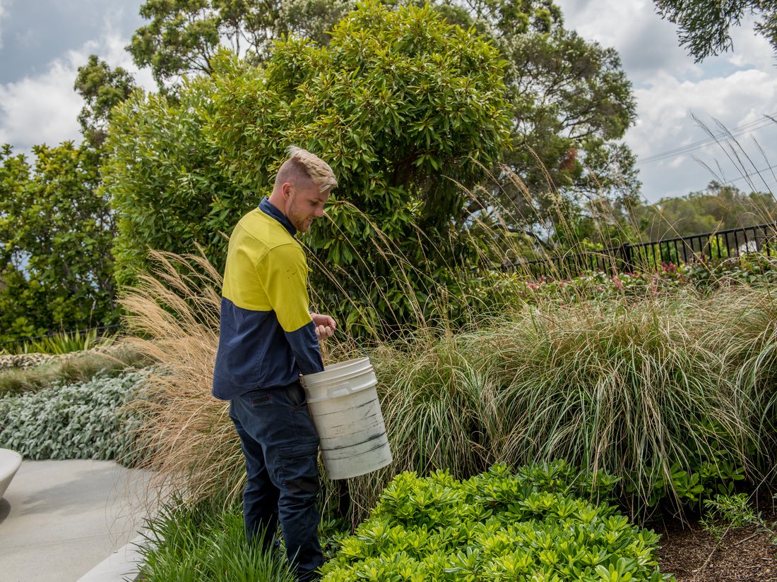 An established commercial garden bed showing strong plant health
