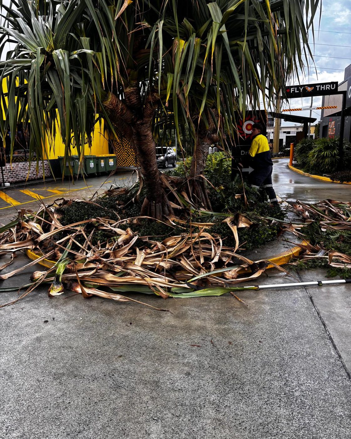 A neglected commercial garden being cleared back to a presentable condition