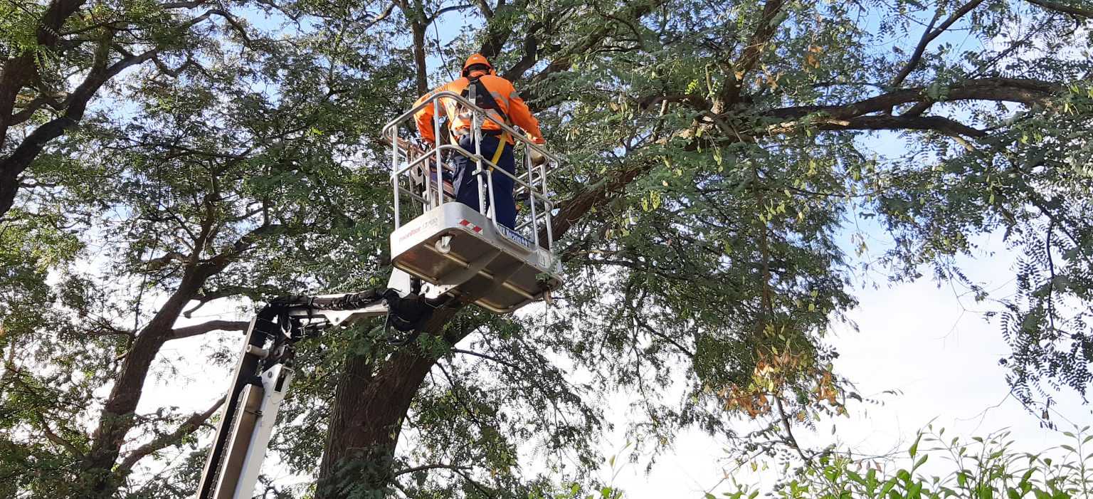 tree lopping